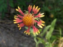 Gaillardia aestivalis