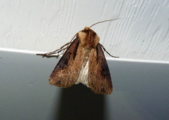 Agrotis volubilis