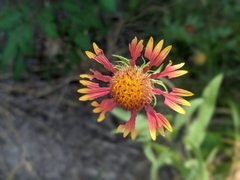 Gaillardia aestivalis
