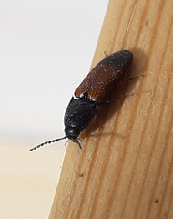 Ampedus balteatus
