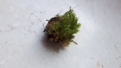 Plagiothecium curvifolium