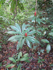 Costus spiralis