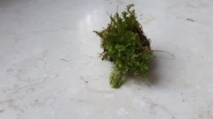 Plagiothecium curvifolium