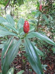 Costus spiralis