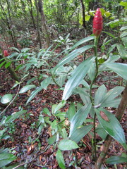 Costus spiralis
