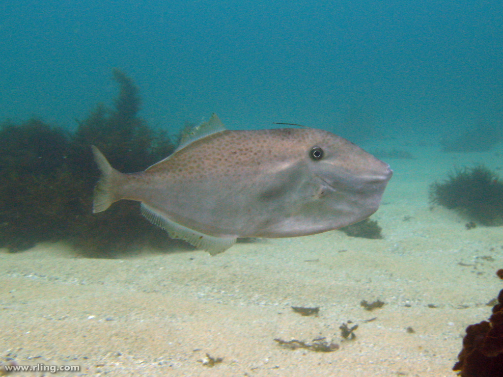 白點叉鼻魨Arothron Meleagris - Marine Organism, image size:1024x768