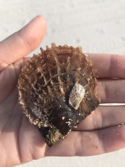 Pinctada imbricata