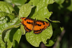 Byblia anvatara