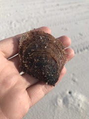 Pinctada imbricata