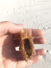 Pinctada imbricata