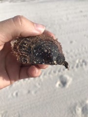Pinctada imbricata