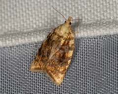 Aleimma loeflingiana