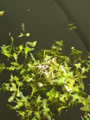 Dolomedes fimbriatus
