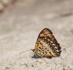 Byblia anvatara