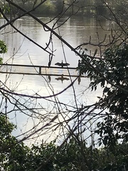 Phalacrocorax carbo