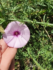 Convolvulus althaeoides althaeoides