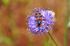 Trichodes leucopsideus