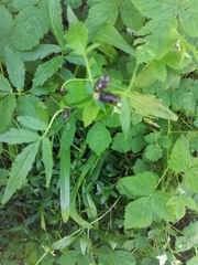 Cardamine bulbifera