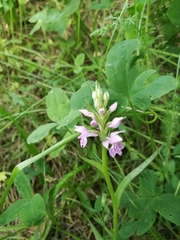 Dactylorhiza majalis baltica