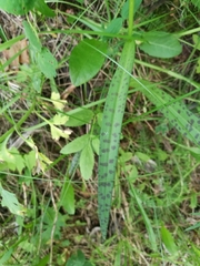 Dactylorhiza majalis baltica
