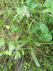 Dactylorhiza majalis baltica