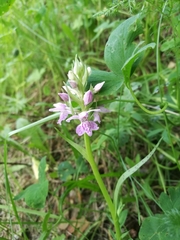 Dactylorhiza majalis baltica