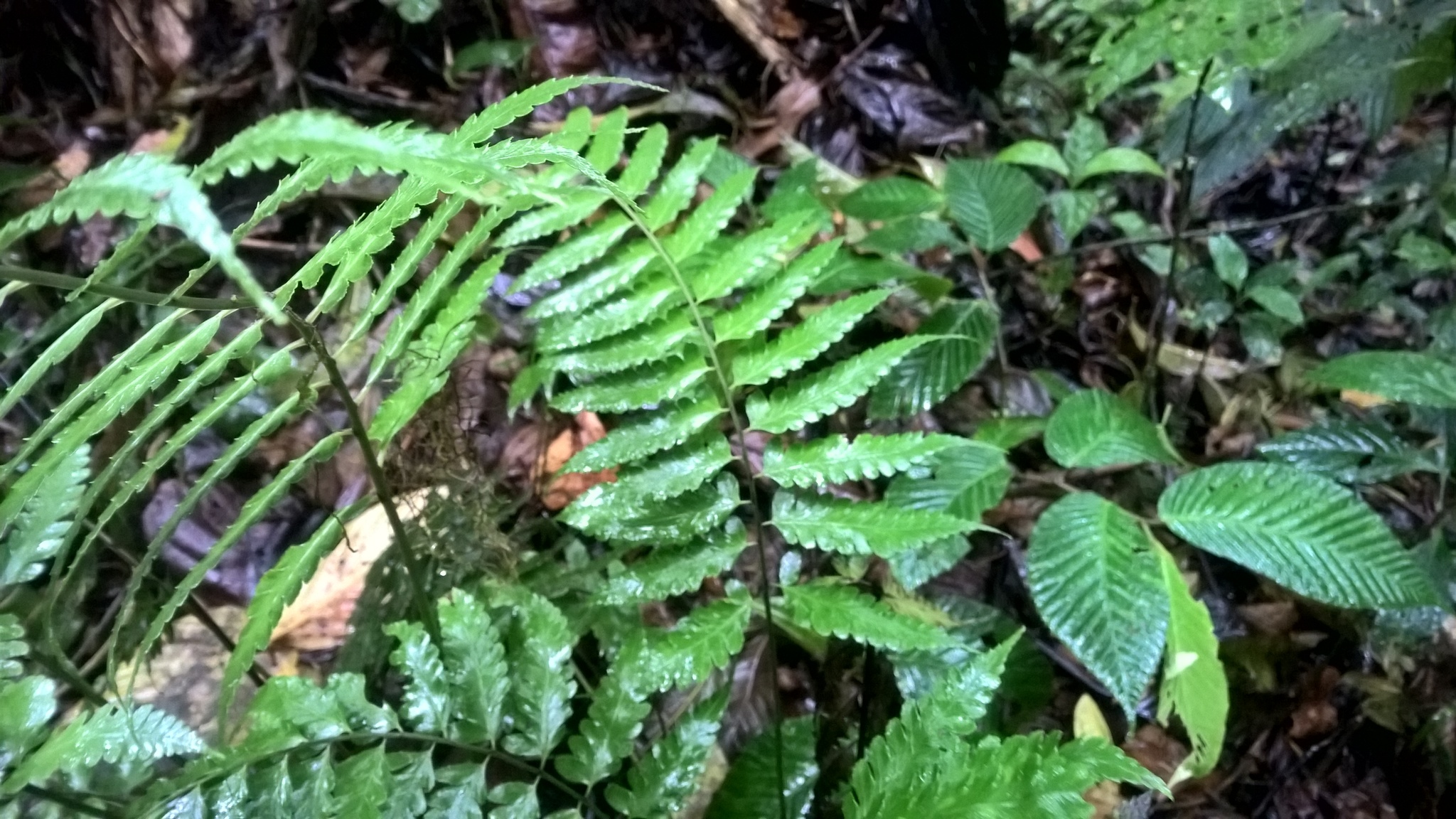 Diplazium cristatum