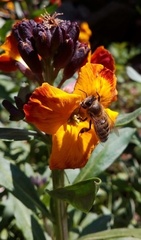 Apis mellifera