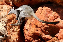Petrogale lateralis
