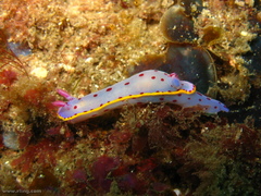 Hypselodoris bennetti