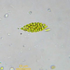 Chlorogonium