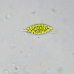 Chlorogonium