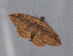 Philereme transversata