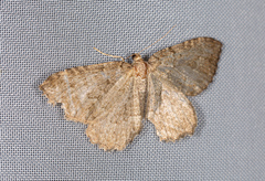 Philereme vetulata