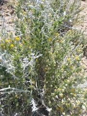 Tetradymia spinosa