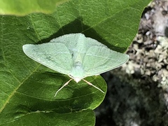 Chlorosea banksaria