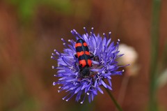 Trichodes leucopsideus