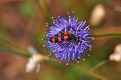 Trichodes leucopsideus
