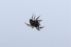 Spartaeinae
