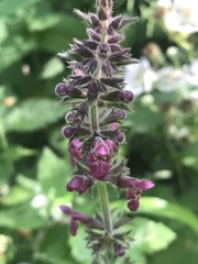 Stachydeae