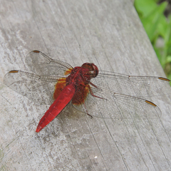 Crocothemis servilia mariannae