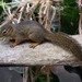 Ochre Bush Squirrel - Photo (c) Martin Grimm, some rights reserved (CC BY-NC)