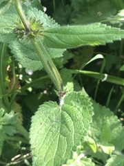 Stachydeae