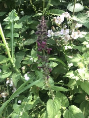 Stachydeae