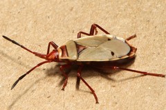 Probergrothius