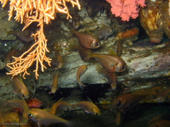 Pempheris compressa