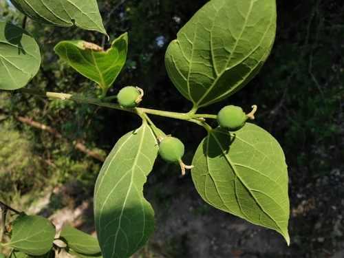 Celtis caudata (Celtis caudata)