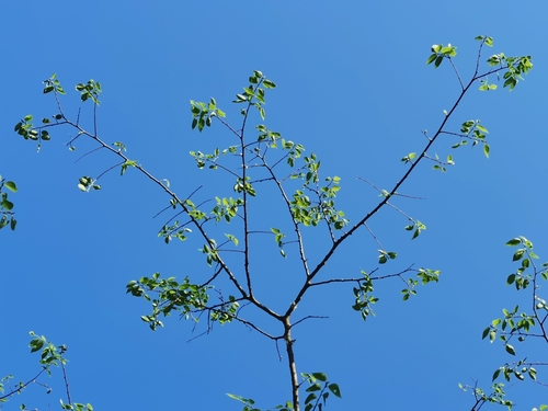 Celtis caudata, photograph 5