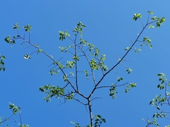 Celtis caudata
