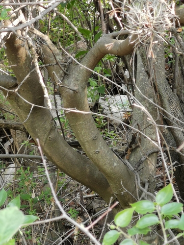 Celtis caudata, photograph 6
